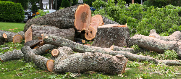 Professional Tree Care in Virginia, MN